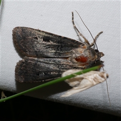 Agrotis infusa (Bogong Moth, Common Cutworm) at Freshwater Creek, VIC - 15 Apr 2020 by WendyEM