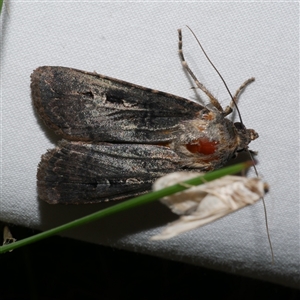 Agrotis infusa (Bogong Moth, Common Cutworm) at Freshwater Creek, VIC by WendyEM