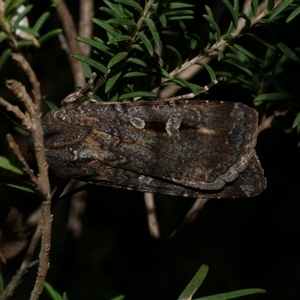 Agrotis infusa (Bogong Moth, Common Cutworm) at Freshwater Creek, VIC by WendyEM