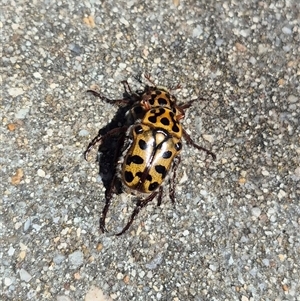 Neorrhina punctata (Spotted flower chafer) at Goulburn, NSW by clarehoneydove