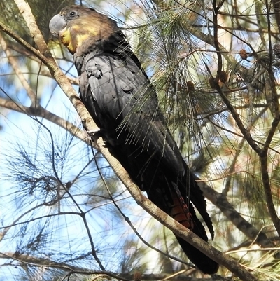 Calyptorhynchus lathami lathami (Glossy Black-Cockatoo) at Wingello, NSW - 2 Dec 2015 by GITM1