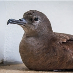 Ardenna tenuirostris (Short-tailed Shearwater, Muttonbird) at Yeppoon, QLD - 11 Dec 2024 by trevsci