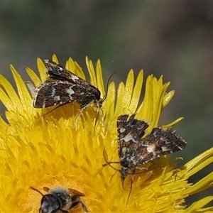 Oenogenes fugalis at Mount Clear, ACT by RAllen