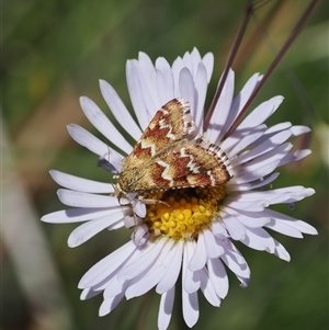 Oenogenes fugalis (A Pyralid moth) at Mount Clear, ACT by RAllen