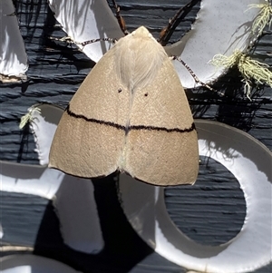 Gastrophora henricaria (Fallen-bark Looper, Beautiful Leaf Moth) at Mount Clear, ACT by RAllen