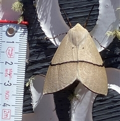 Gastrophora henricaria at Mount Clear, ACT - 11 Dec 2024 02:12 PM