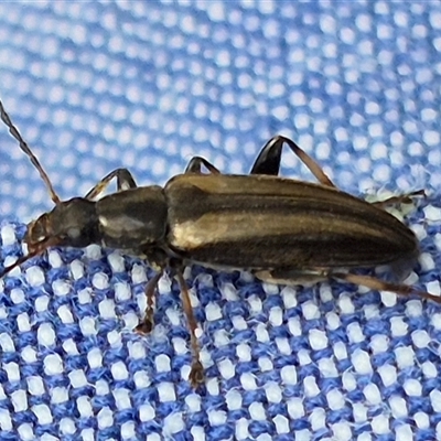 Unidentified Beetle (Coleoptera) at Bungendore, NSW - 7 Dec 2024 by clarehoneydove