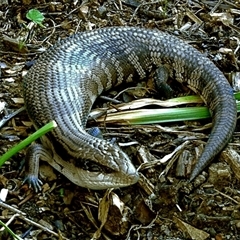 Tiliqua scincoides scincoides (Eastern Blue-tongue) at Goulburn, NSW - 11 Dec 2024 by Milly