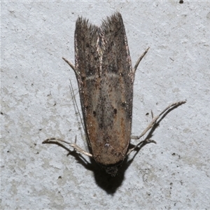 Unidentified Concealer moth (Oecophoridae) at Freshwater Creek, VIC by WendyEM