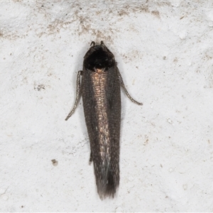 Unidentified Concealer moth (Oecophoridae) at Melba, ACT by kasiaaus