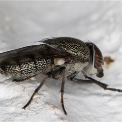 Stomorhina subapicalis at Melba, ACT - 9 Dec 2024 by kasiaaus