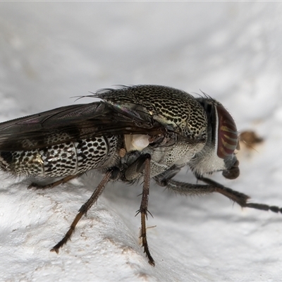 Stomorhina subapicalis at Melba, ACT - 9 Dec 2024 by kasiaaus