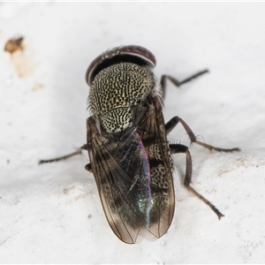 Stomorhina subapicalis at Melba, ACT - 9 Dec 2024 11:15 PM