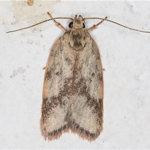 Garrha phoenopis (Garrha phoenopis) at Melba, ACT by kasiaaus