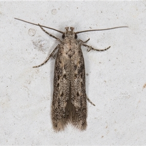 Unidentified Concealer moth (Oecophoridae) at Melba, ACT by kasiaaus