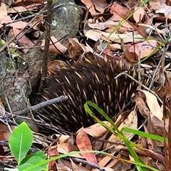 Tachyglossus aculeatus (Short-beaked Echidna) at Jervis Bay, JBT - 7 Dec 2024 by NathanaelC