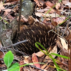 Tachyglossus aculeatus (Short-beaked Echidna) at Jervis Bay, JBT by NathanaelC