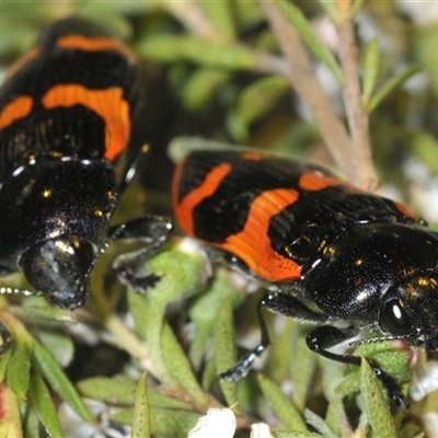 Castiarina bremei (A jewel beetle) at Yarralumla, ACT - 12 Dec 2024 by Harrisi