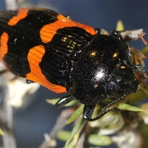 Castiarina bremei at Yarralumla, ACT - 12 Dec 2024 09:06 PM