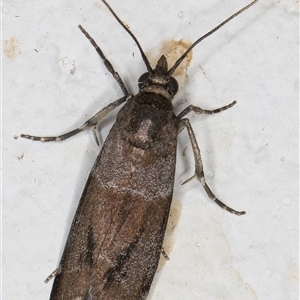 Lasiosticha opimella (A Pyralid moth) at Melba, ACT by kasiaaus