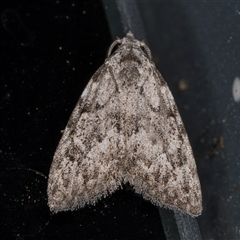 Nola (genus) (A Noctuid moth) at Melba, ACT - 9 Dec 2024 by kasiaaus