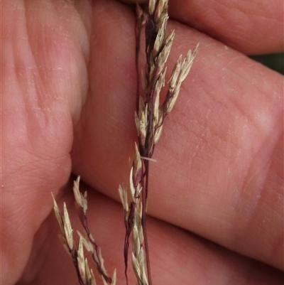 Poa labillardierei (Common Tussock Grass, River Tussock Grass) at Dry Plain, NSW - 29 Dec 2023 by AndyRoo