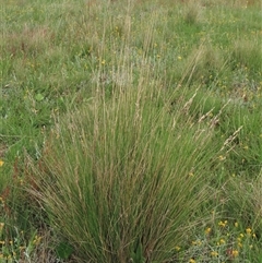 Poa labillardierei at Dry Plain, NSW - 29 Dec 2023 04:47 PM