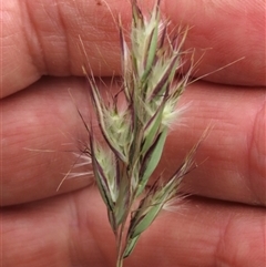 Rytidosperma sp. at Dry Plain, NSW - 29 Dec 2023 by AndyRoo