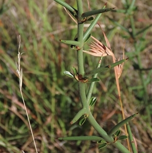 Discaria pubescens (Australian Anchor Plant) at Dry Plain, NSW by AndyRoo