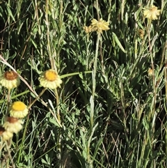 Coronidium gunnianum at Dry Plain, NSW - 3 Mar 2024 by AndyRoo