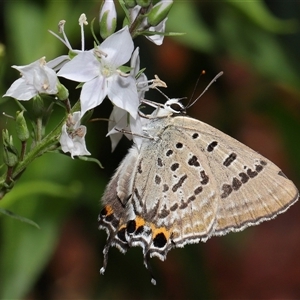 Jalmenus sp. (genus) at Acton, ACT by TimL