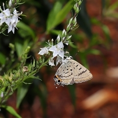 Unidentified at suppressed - 12 Dec 2024