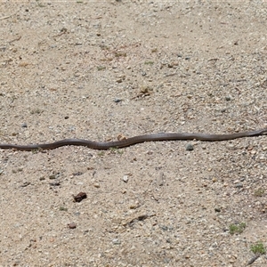 Pseudonaja textilis at Acton, ACT - 12 Dec 2024