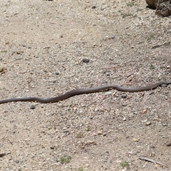 Pseudonaja textilis at Acton, ACT - 12 Dec 2024