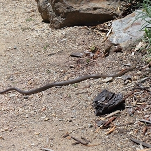 Pseudonaja textilis at Acton, ACT - 12 Dec 2024