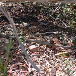 Pseudonaja textilis at Acton, ACT - 12 Dec 2024