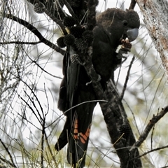 Calyptorhynchus lathami lathami at Canyonleigh, NSW - 8 Jul 2020 by GITM3