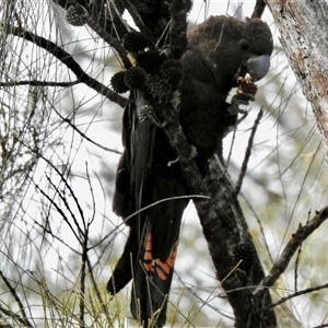 Calyptorhynchus lathami lathami at Canyonleigh, NSW by GITM3