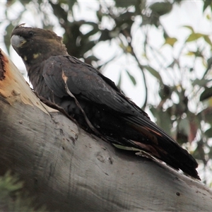 Calyptorhynchus lathami lathami (Glossy Black-Cockatoo) at Canyonleigh, NSW by GITM3