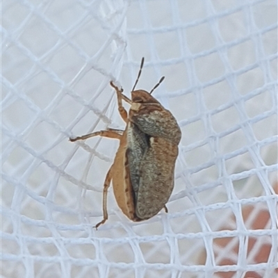 Kapunda troughtoni (Shield bug) at Farrer, ACT - 12 Dec 2024 by gregbaines