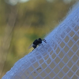 Ceratina (Neoceratina) australensis at Farrer, ACT by gregbaines