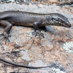 Egernia roomi at Kaputar, NSW by MichaelBedingfield