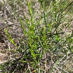 Discaria pubescens (Australian Anchor Plant) at Cotter River, ACT - 11 Dec 2024 by nathkay