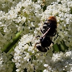 Lipotriches (Austronomia) ferricauda (Halictid bee) at O'Connor, ACT - 12 Dec 2024 by trevorpreston