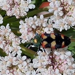 Castiarina sexplagiata (Jewel beetle) at O'Connor, ACT - 12 Dec 2024 by trevorpreston