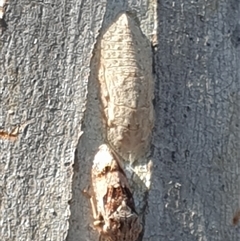 Stenocotini sp. (tribe) (A leafhopper) at Ainslie, ACT - 12 Dec 2024 by Jeanette