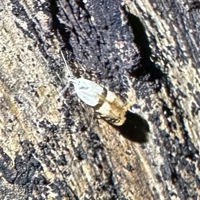 Ardozyga desmatra (A Gelechioid moth) at Ainslie, ACT - 5 Dec 2024 by Pirom