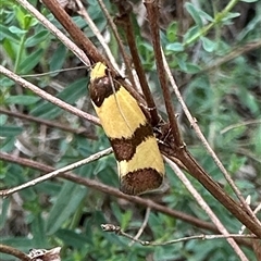 Chrysonoma fascialis (A Concealer moth (Wingia group) at Ainslie, ACT - 7 Dec 2024 by Pirom