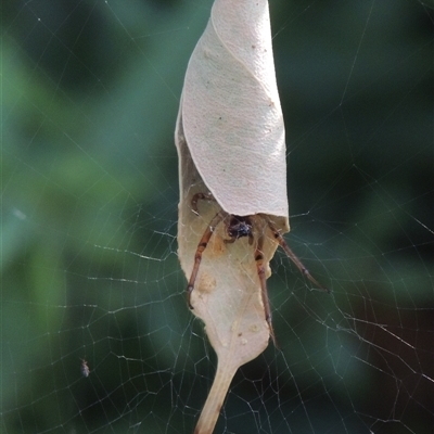 Phonognatha graeffei (Leaf Curling Spider) at Conder, ACT - 18 Mar 2024 by MichaelBedingfield