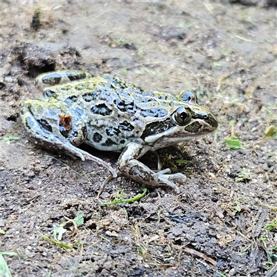 Limnodynastes tasmaniensis (Spotted Grass Frog) at Braidwood, NSW - 13 Dec 2024 by MatthewFrawley